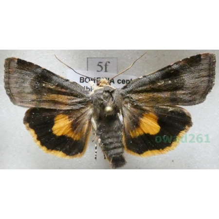 Noctua janthina Denis & Schiffermüller, 1775 Rolnica przepaska Czech5f